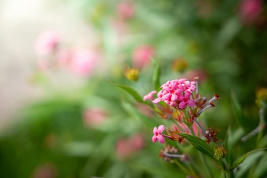 The background image of the colorful flowers, background nature