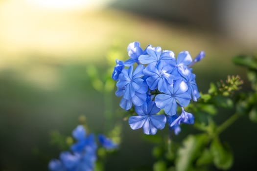 The background image of the colorful flowers, background nature