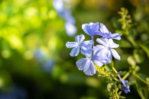 The background image of the colorful flowers, background nature