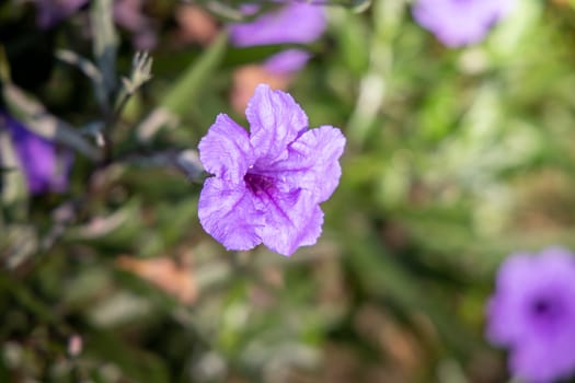 The background image of the colorful flowers, background nature