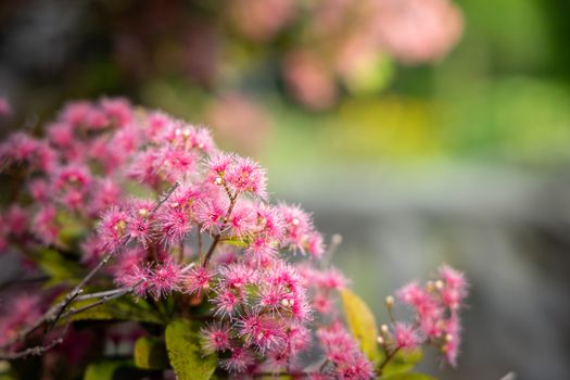 The background image of the colorful flowers, background nature