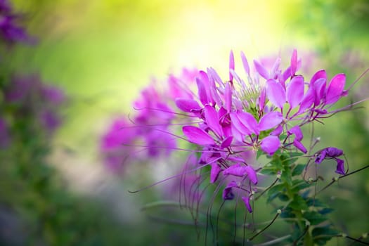 The background image of the colorful flowers, background nature