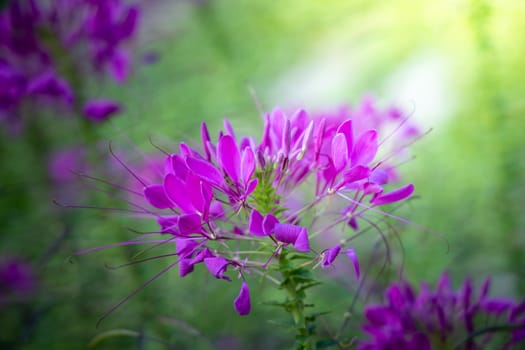 The background image of the colorful flowers, background nature