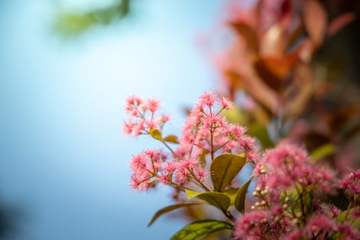 The background image of the colorful flowers, background nature