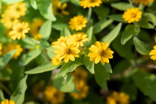 The background image of the colorful flowers, background nature