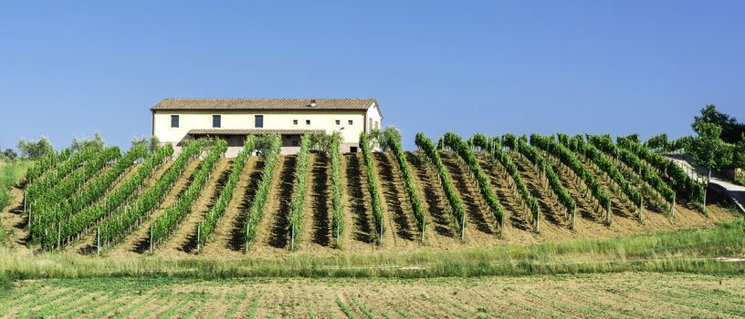 Vine plantations and farmhouse in Tuscany, Italy.