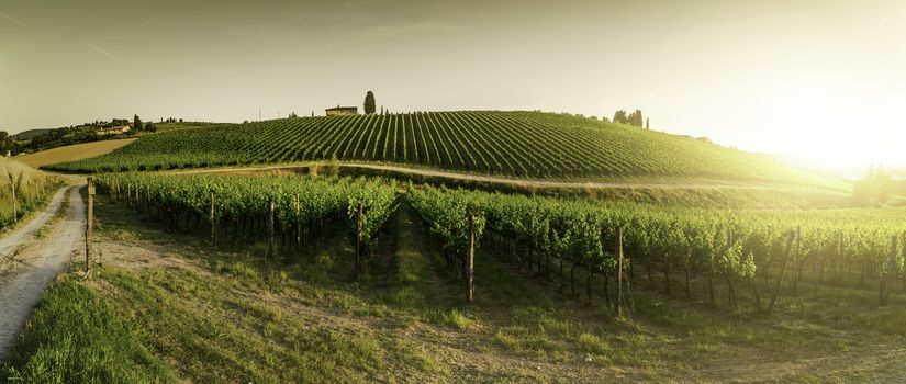 Vineyards in Tuscany. Farm house at sunset. Panoramic view