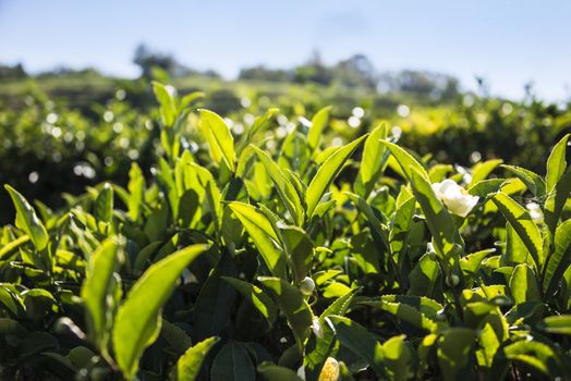 Tea plantation in the mountains of Sochi, Russia.