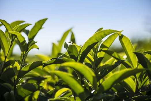Tea plantation in the mountains of Sochi, Russia.