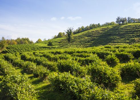 Tea plantation in the mountains of Sochi, Russia.