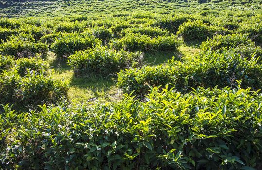 Tea plantation in the mountains of Sochi, Russia.