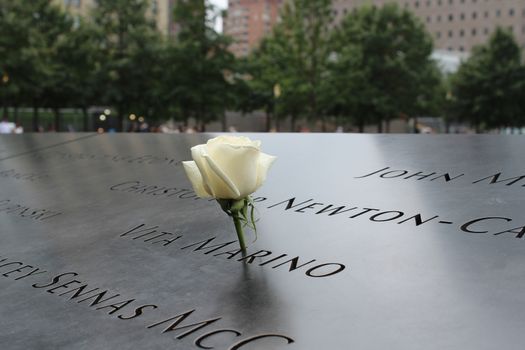 White rose at the 911 memorial world trade center, New York