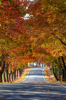 Beautiful and romantic fall colored alley with colorful trees and sunlight. autumn season natural background