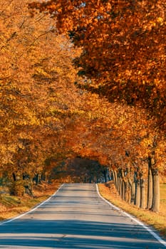 Beautiful and romantic fall colored alley with colorful trees and sunlight. autumn season natural background