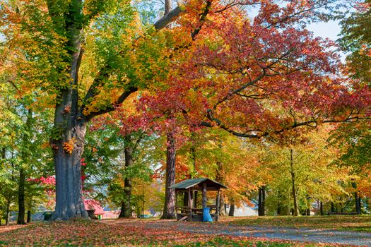 Beautiful and romantic fall colored park with colorful trees and sunlight. Autumn season natural background