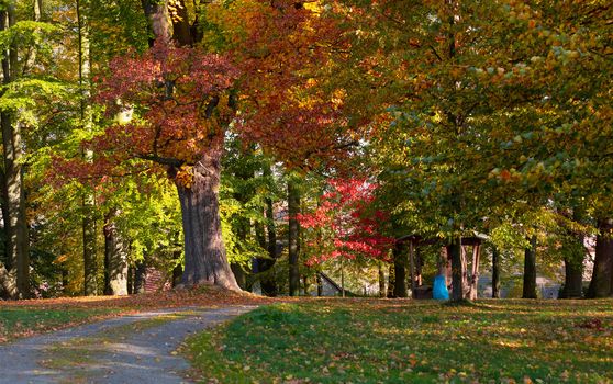 Beautiful and romantic fall colored park with colorful trees and sunlight. Autumn season natural background