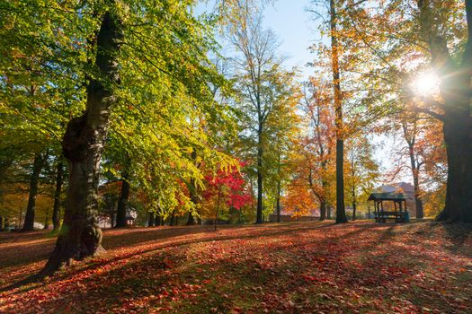 Beautiful and romantic fall colored park with colorful trees and sunlight. Autumn season natural background