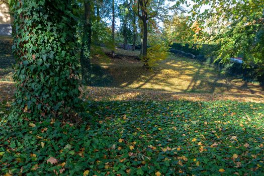 Beautiful and romantic fall colored park with colorful trees and sunlight. Autumn season natural background