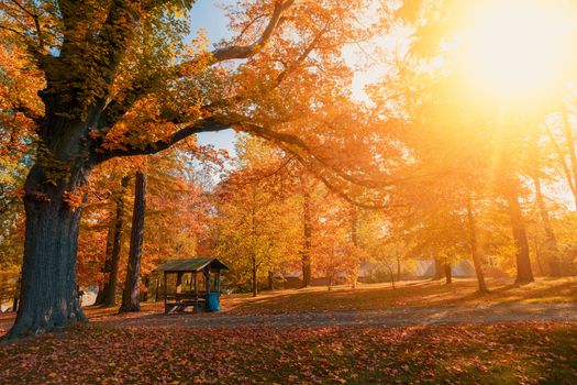 Beautiful and romantic fall colored park with colorful trees and sunlight. Autumn season natural background