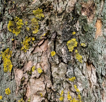 texture of a tree trunk overgrown with moss