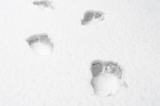 footprints of bare human feet on white snow close up