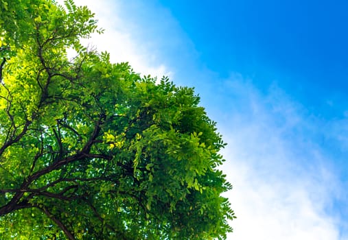 branches of a tree with green leaves against a blue sky with white clouds