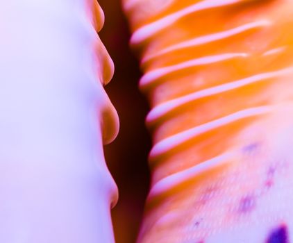 fragment of a large oceanic seashell abstract texture orange violet with dark hole macro closeup