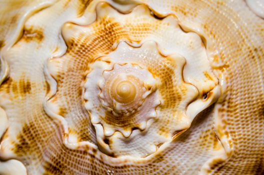 large orange striped curved spiral sea shell close-up abstract texture macro