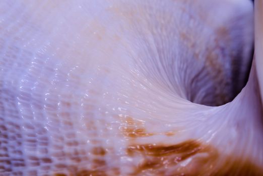 fragment of a large oceanic seashell abstract texture of a blue orange with dark hole