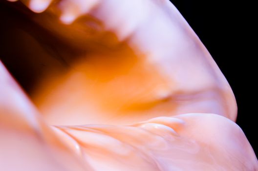 fragment of a large oceanic seashell abstract texture orange with dark hole macro closeup