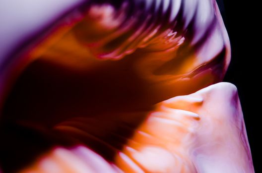fragment of a large oceanic seashell abstract texture orange violet with dark hole macro closeup