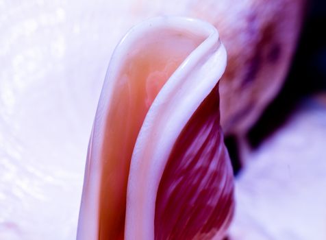 fragment of a large oceanic seashell abstract texture orange macro closeup