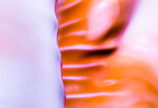 fragment of a large oceanic seashell abstract texture orange violet macro closeup