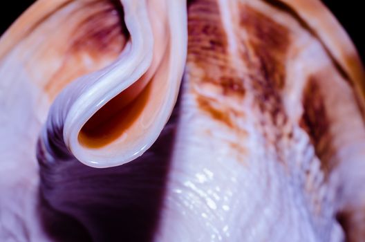 fragment of a large oceanic seashell abstract texture orange macro closeup