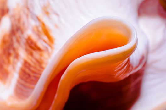 fragment of a large oceanic seashell abstract texture orange macro closeup