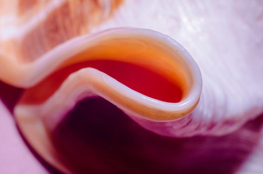 fragment of a large oceanic seashell abstract texture orange macro closeup