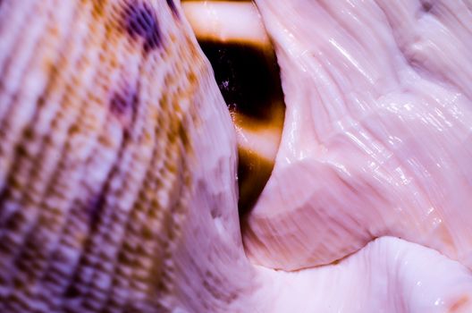 fragment of a large oceanic seashell abstract texture orange macro closeup