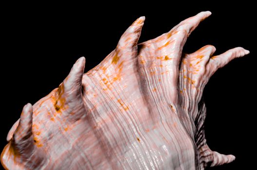 fragment of a large oceanic seashell on a black background closeup macro