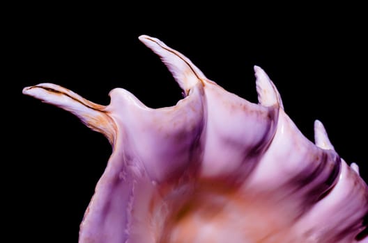 fragment of a large oceanic seashell on a black background closeup macro