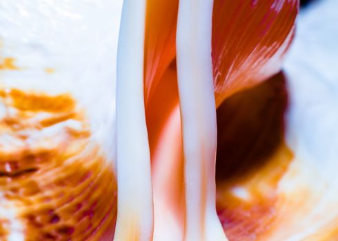 fragment of a large oceanic seashell abstract texture orange macro closeup