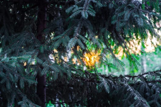 the light of the setting sun penetrates through the green spruce branches