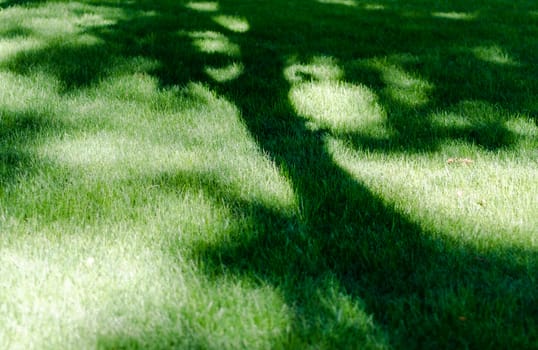 lawn in a park with green grass and a shadow of a tree on it