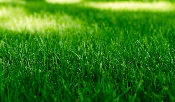 texture of a green grass on a lawn in the park