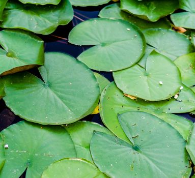 large green leaves of a plant water lily on water