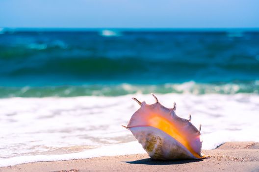 large huge ocean shell with spikes on yellow sand against a white foam of the surf and the blue sea