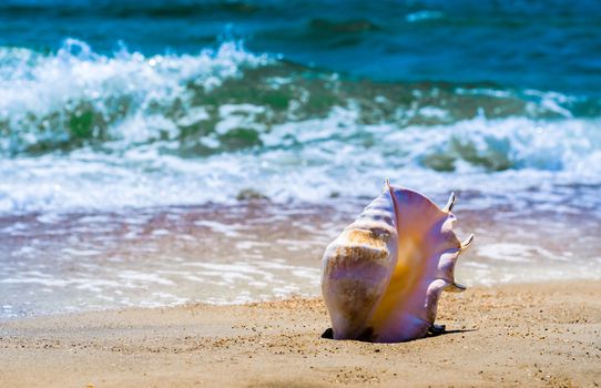large huge oceanic shell on the yellow sand against a white foam of the surf and the blue sea
