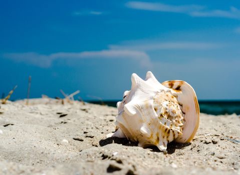 large huge ocean shell with spikes on yellow sand against a the blue sea and sky