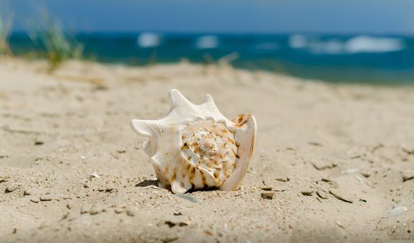 large huge ocean seashell with spikes on yellow sand against a the blue sea green grass and sky