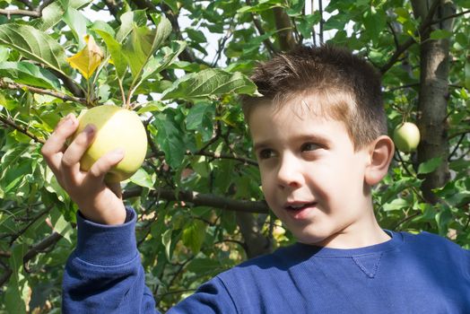 Child pick off green apple on a tree