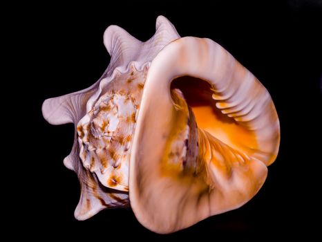 large orange oceanic shell entirely on a black background